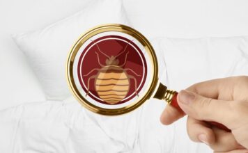 Ágyi poloska irtás ágyi poloska irtás