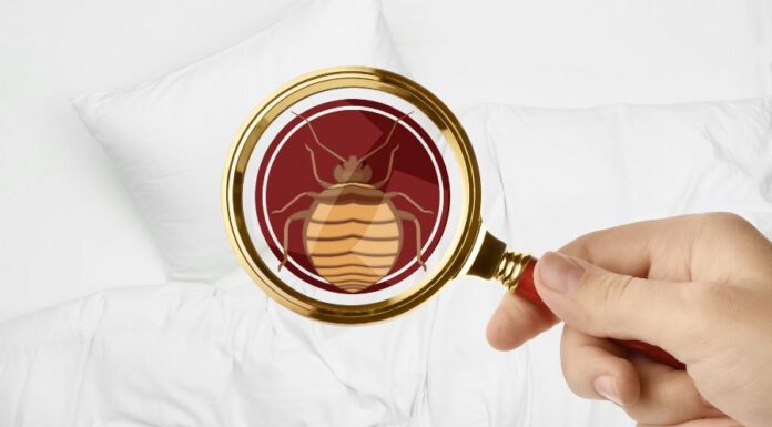 Ágyi poloska irtás ágyi poloska irtás