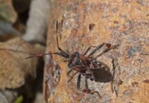 Nyugati levéllábú poloska (Leptoglossus occidentalis) Nyugati levéllábú poloska