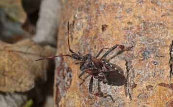 Nyugati levéllábú poloska (Leptoglossus occidentalis) Nyugati levéllábú poloska