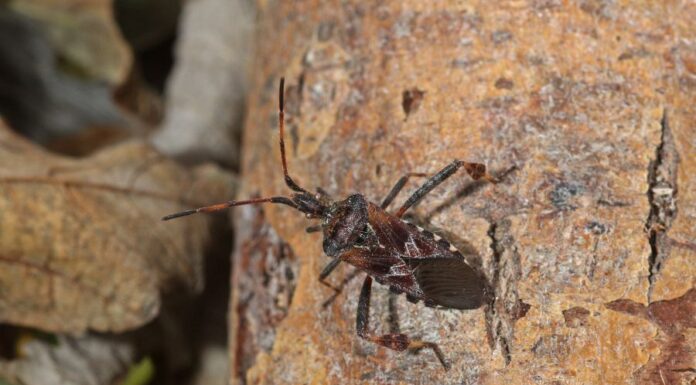Nyugati levéllábú poloska (Leptoglossus occidentalis) Nyugati levéllábú poloska