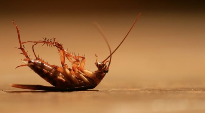 Ingyenes csótányirtás ingyenes csótányirtás