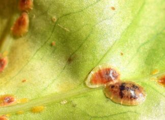 Pajzstetű Pajzstetű