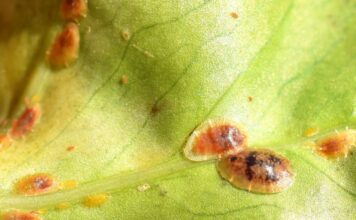 Pajzstetű Pajzstetű