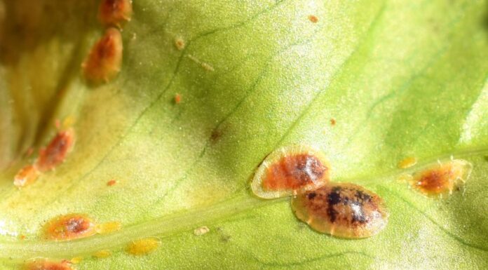 Pajzstetű Pajzstetű