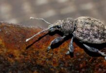 Vincellérbogár (otiorhynchus-ligustici) Vincellérbogár