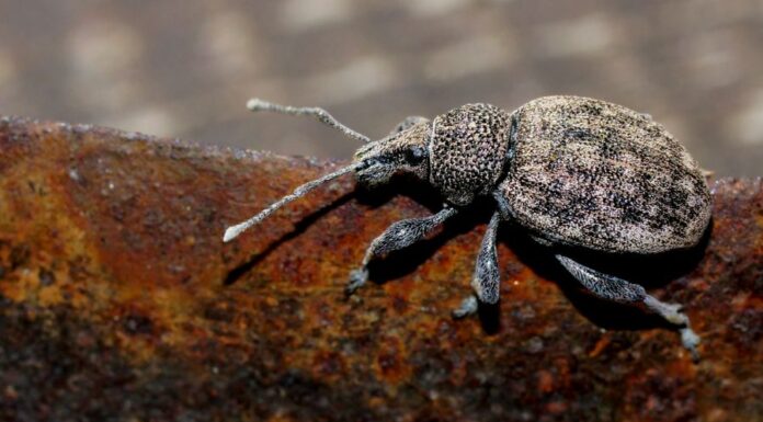 Vincellérbogár (otiorhynchus-ligustici) Vincellérbogár