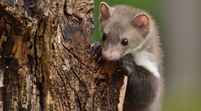 Nyest kiűzés Nyest kiűzés