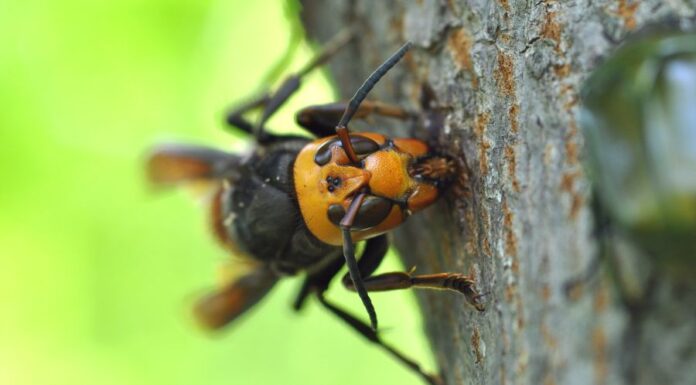 Ázsiai óriás lódarázs ( Vespa mandarinia ) Ázsiai óriás lódarázs