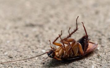 Csótányok Magyarországon Csótányok