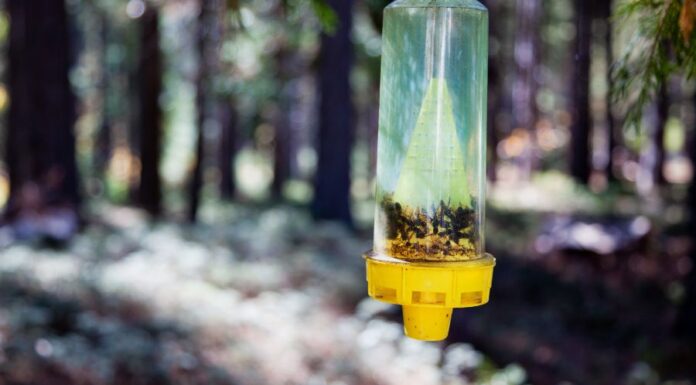 Legjobb darázscsapda Legjobb darázscsapda