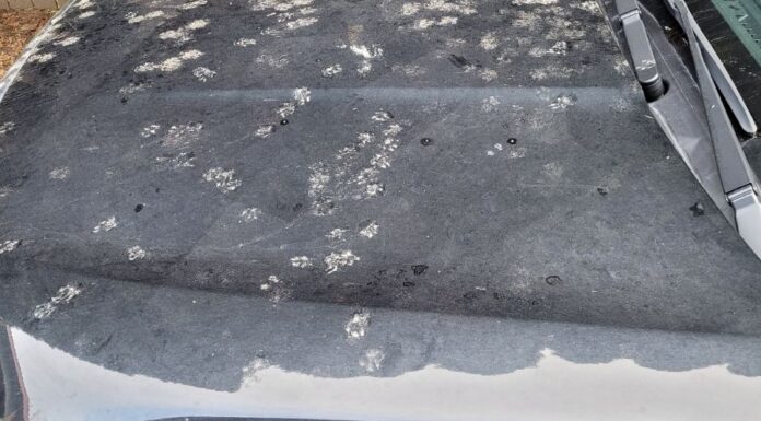 Nyest lábnyom Nyest lábnyom