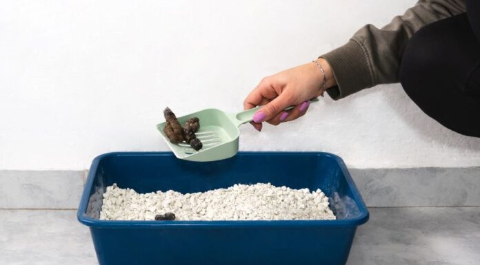 Nyest ürüléke a ház körül nyest ürüléke