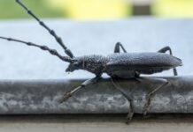 Nagy hőscincér (Cerambyx cerdo) Nagy hőscincér