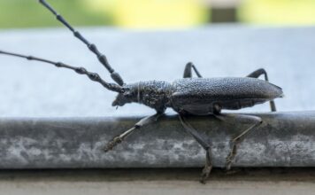 Nagy hőscincér (Cerambyx cerdo) Nagy hőscincér