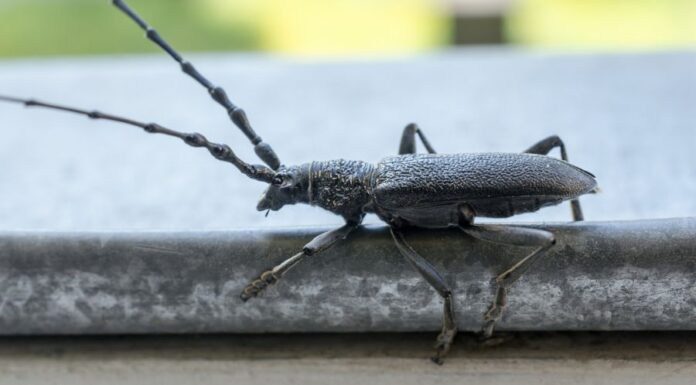 Nagy hőscincér (Cerambyx cerdo) Nagy hőscincér