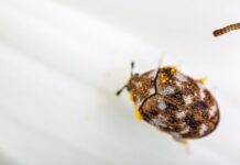 Szőnyeg bogár Szőnyeg bogár