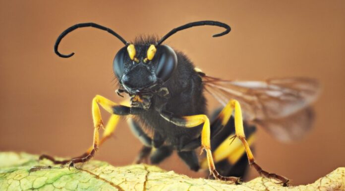 Lopódarázs lopódarázs