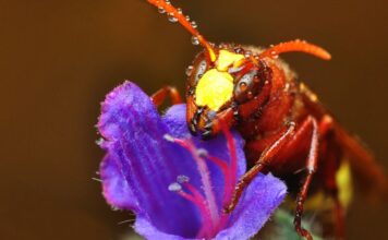 Lódarázs (Vespa crabro) lódarázs