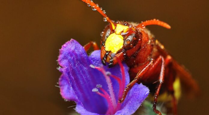 Lódarázs (Vespa crabro) lódarázs