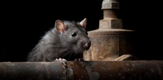 patkányirtás házilag