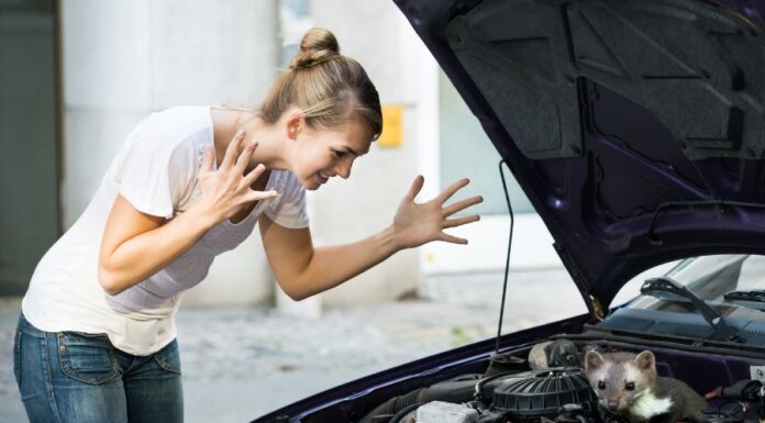 Nyestriasztó szőnyeg nyestriasztó szőnyeg