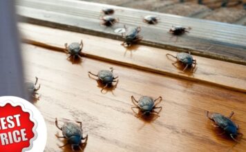 Csótányirtás ára csótányirtás ára