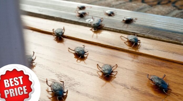 Csótányirtás ára csótányirtás ára