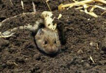 Mezei pocok (Microtus arvalis) mezei pocok