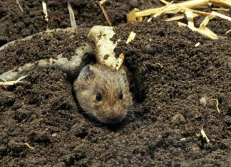 Mezei pocok (Microtus arvalis) mezei pocok
