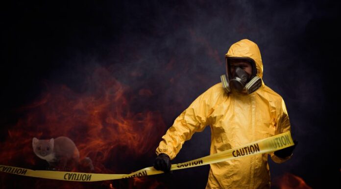 Életveszélyes nyestkárok Életveszélyes nyestkárok