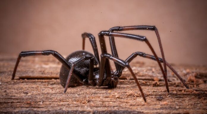 Pókirtás házilag pókirtás házilag
