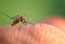 Szúnyogirtás szúnyogirtás