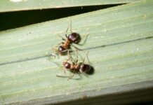 Vöröstorú feketehangya (Lasius emarginatus) Vöröstorú feketehangya