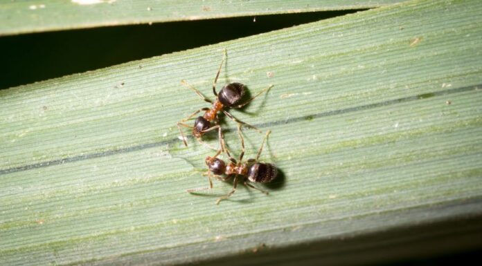 Vöröstorú feketehangya (Lasius emarginatus) Vöröstorú feketehangya