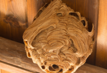 Most célszerű védekezni a darazsak ellen Darazsak ellen