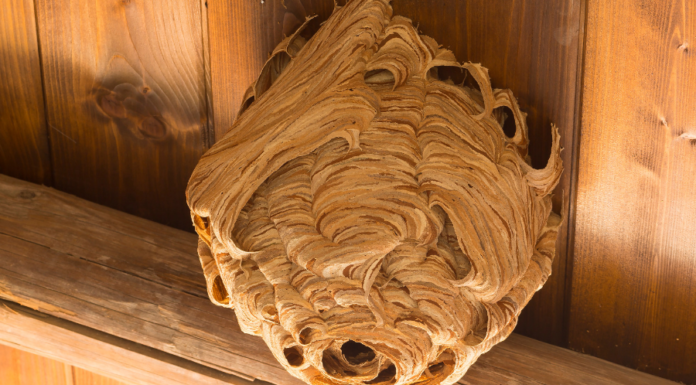 Most célszerű védekezni a darazsak ellen Darazsak ellen