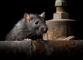 Miért támadnak a patkányok emberre? Miért támadnak a patkányok emberre?