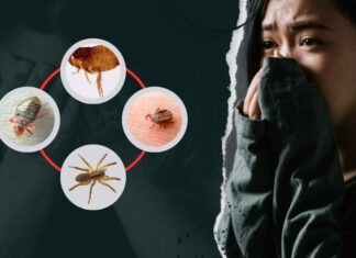 Ágyi poloskák támadása. Pszichés zavarok, amikről tudnod kell ágyi poloska támadása