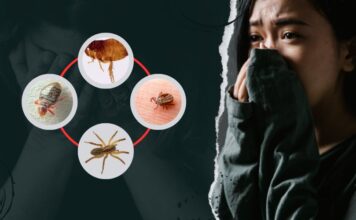 Ágyi poloskák támadása. Pszichés zavarok, amikről tudnod kell ágyi poloska támadása