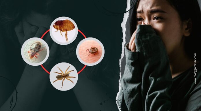 Ágyi poloskák támadása. Pszichés zavarok, amikről tudnod kell ágyi poloska támadása