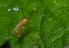 Iszapszúnyog ( Limoniidae ) Iszapszúnyog