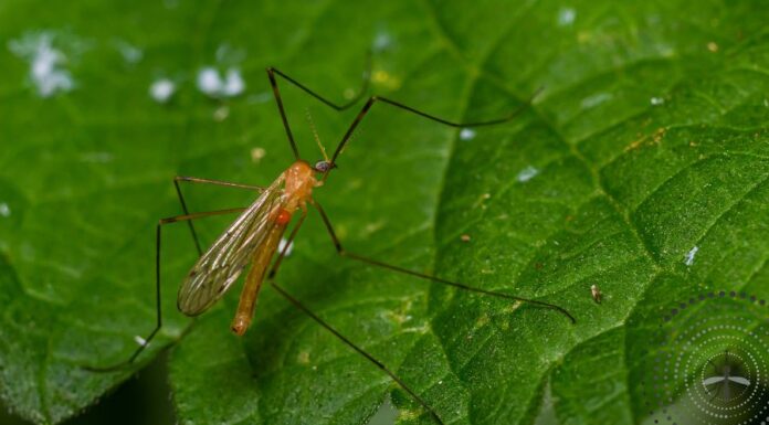 Iszapszúnyog ( Limoniidae ) Iszapszúnyog