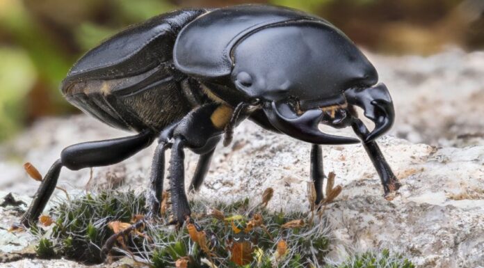 Kis szarvasbogár (Dorcus parallelipipedus) kis szarvasbogár