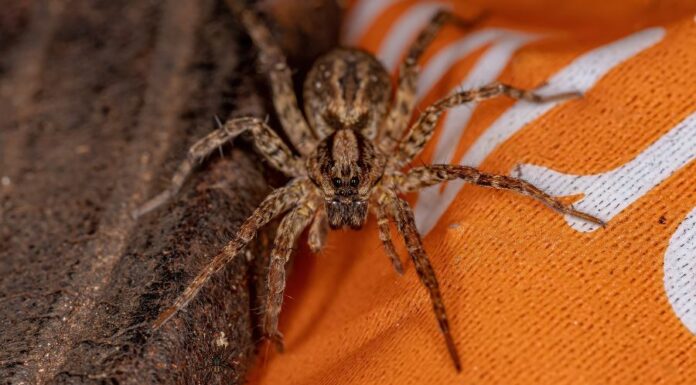 Farkaspók farkaspók