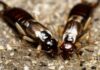 Szmirnai fülbemászó (Forficula smyrnensis) Szmirnai fülbemászó