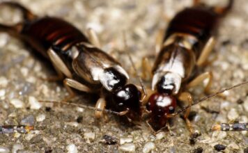 Szmirnai fülbemászó (Forficula smyrnensis) Szmirnai fülbemászó