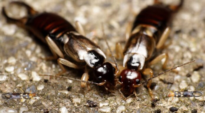 Szmirnai fülbemászó (Forficula smyrnensis) Szmirnai fülbemászó