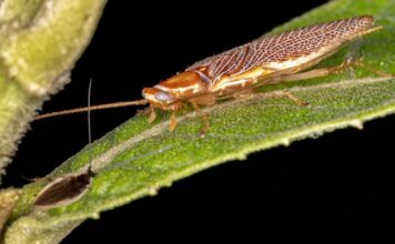 Erdei csótány (Ectobius lapponicus) Erdei csótány