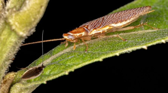 Erdei csótány (Ectobius lapponicus) Erdei csótány